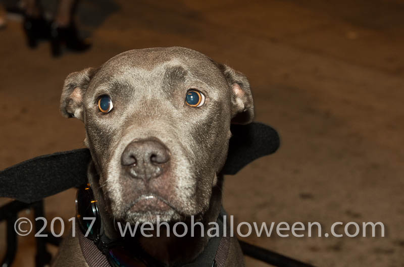 WeHoHalloween2017-632